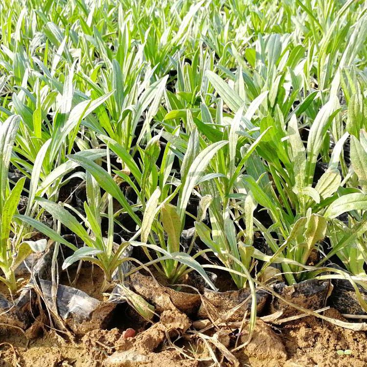 【山东矢车菊批发 潍坊矢车菊 青州矢车菊价格】 -青州市顺和花卉苗木