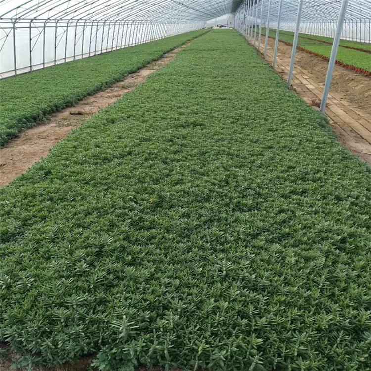 花卉种植行业的春天：从传统到现代