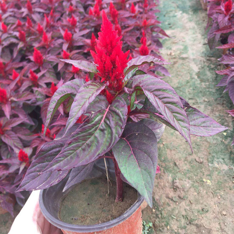 【红叶一支笔 一支笔 国庆摆造型花卉 公园花海绿化】 -青州市河川