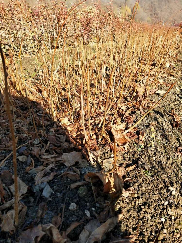 供应软枣子苗 圆枣子苗基地直销 量大从优